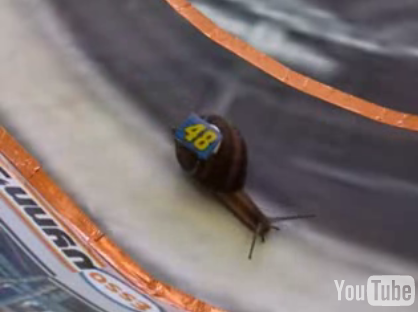 Snail Nascar